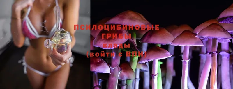 где найти   Людиново  Псилоцибиновые грибы Cubensis 